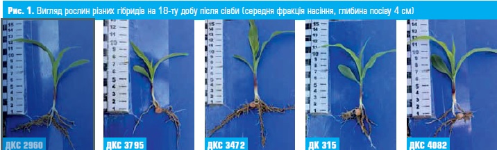 Гібриди кукурудзи: вигляд насіння на 18-ту добу