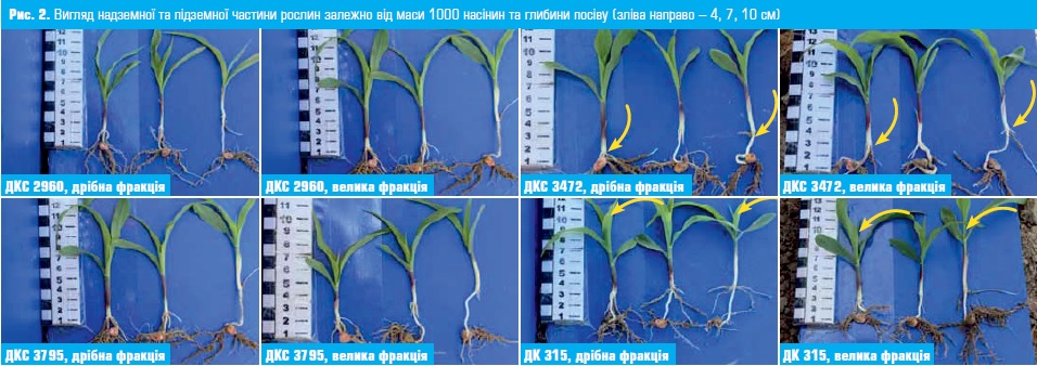 Вигляд гібридів кукурудзи в залежності від фракції насіння та глибини його загортання