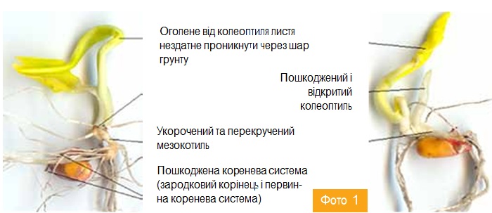 Занадто ранній посів кукурудзи та його наслідки