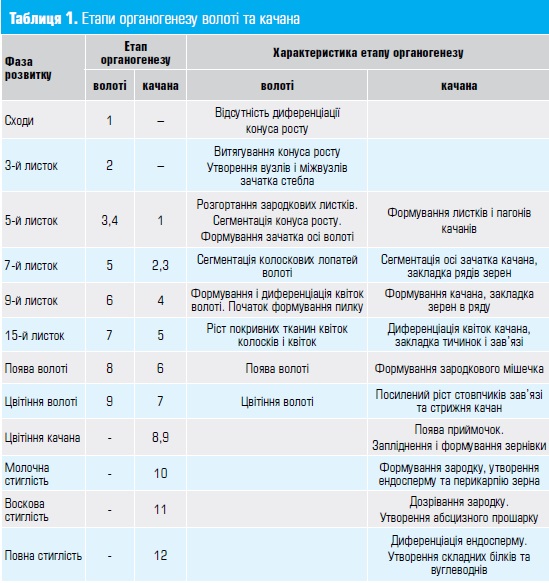 Етапи органогенезу волоті та качана кукурудзи