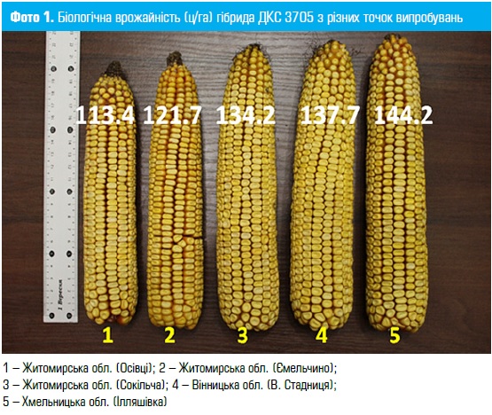 Біологічна врожайність гібрида кукурудзи DEKALB ДКС 3705
