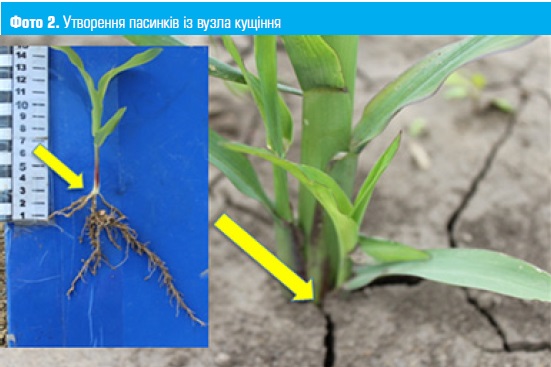 Утворення пасинків кукурудзи із вузла кущіння