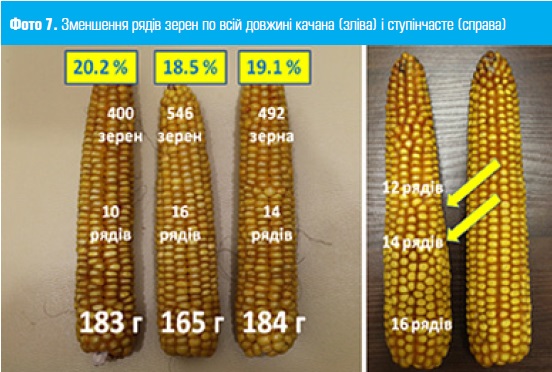 Зменшення рядів зерен кукурудзи
