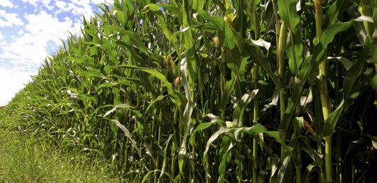 Сповна реалізуємо потенціал насіння гібридів кукурудзи