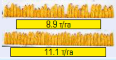 Вплив швидкості посіву