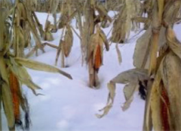 Збирання кукурудзи взимку