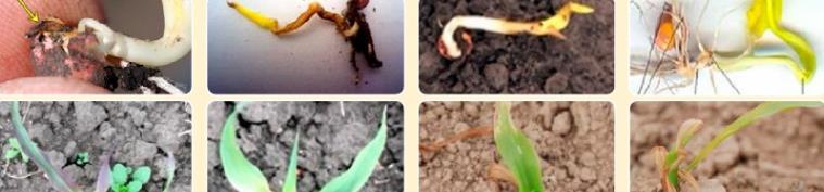 Фази проростання насіння кукурудзи та холодові стреси