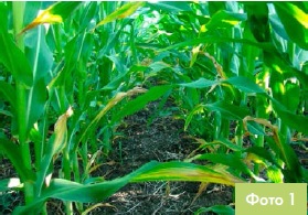Густота стояння кукурудзи Monsanto Україна