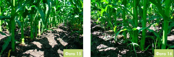 Інноваційний центр DEKALB: швидкість руху сівалки