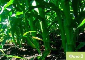 Інноваційний центр DEKALB - Густота стояння кукурудзи