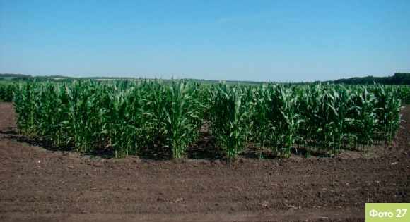 Створення найоптимальніших умов вирощування для гібридів кукурудзи