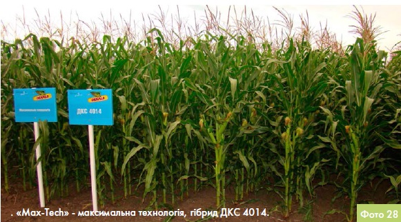 Створення оптимальних умов вирощування для гібридів кукурудзи DEKALB