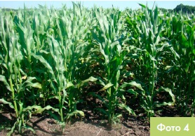 Різні строки сівби кукурудзи Monsanto Україна