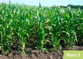Різні строки сівби кукурудзи Монсанто Україна