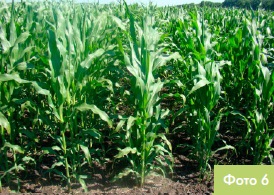 Різні строки сівби кукурудзи - Інноваційний центр DEKALB