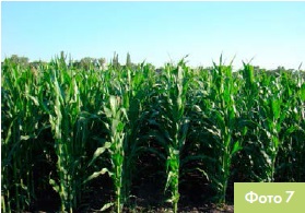 Вивчення впливу маси 1000 насінин на початкову силу росту Monsanto Україна