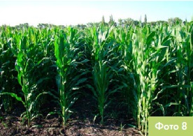 Інноваційний центр DEKALB: вивчення впливу маси на початкову силу росту