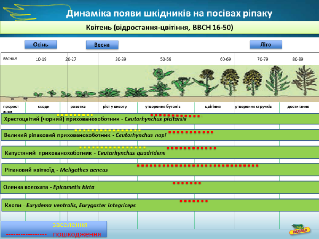 Шкідники ріпаку
